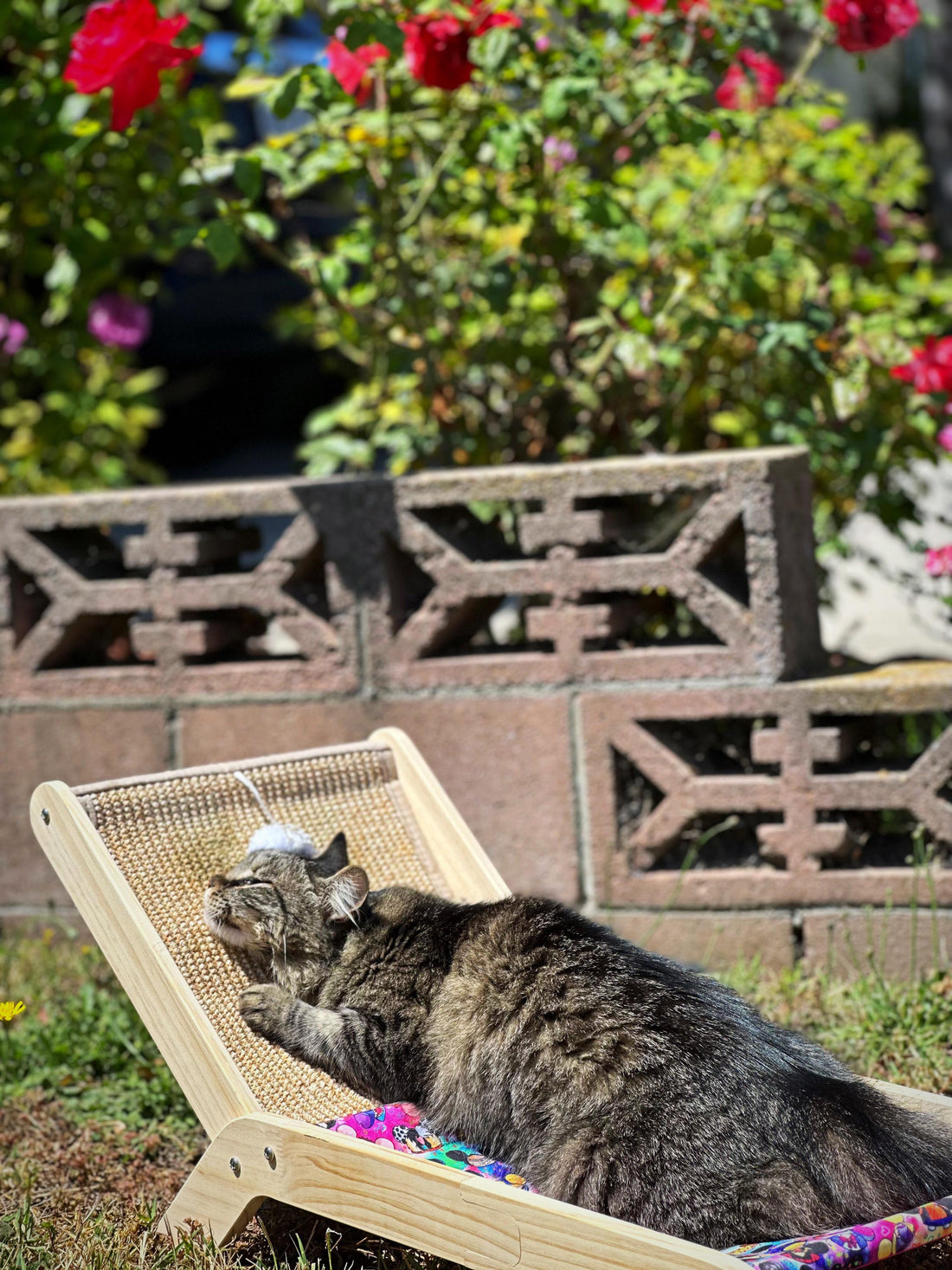 DIY Cat Bed Idea!